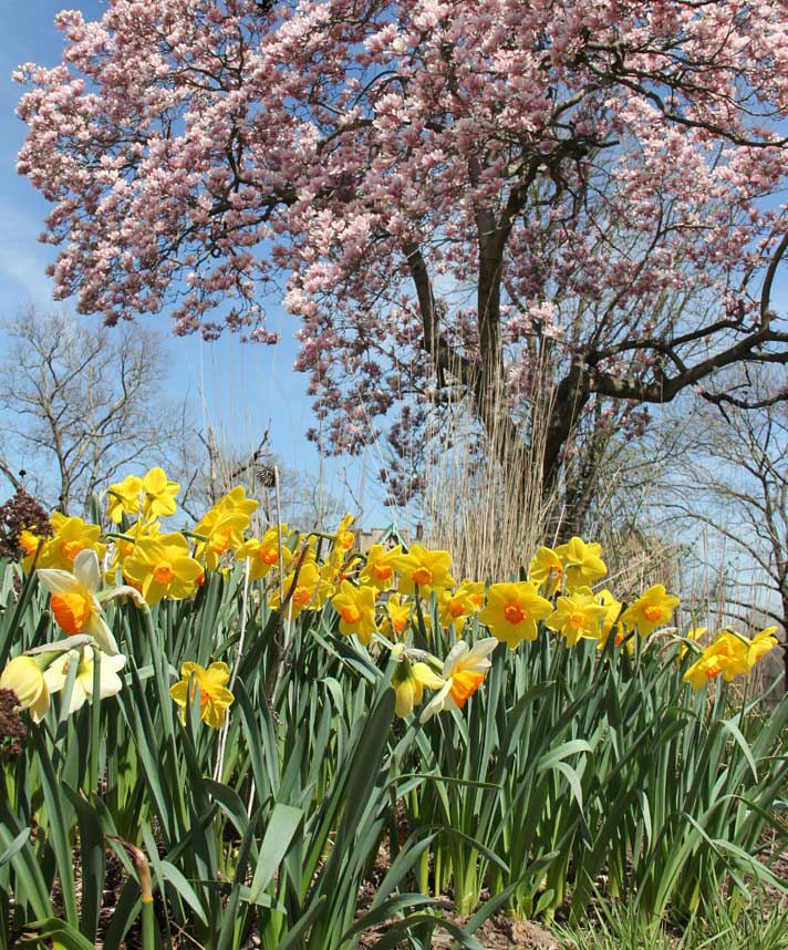 city-of-trees-jersey-city-featured