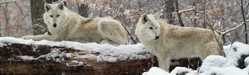 lakota wolf preserve columbia nj