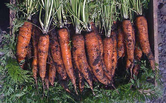 blooming hill carrots