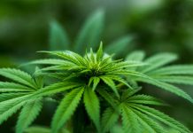 Union City Bans Marijuana Pexels