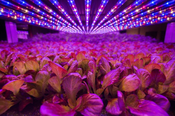 Jersey City Announces First-in-the-Nation Vertical Farming Program Aerofarms Jersey City Partnership