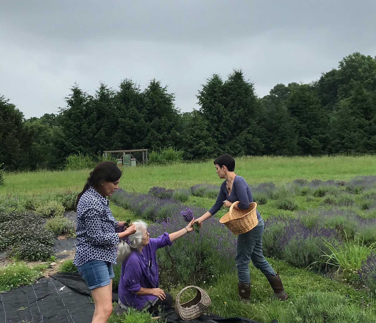 Mad Lavender Farm Nj 0679