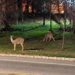 Essex County Deer Hunt 1