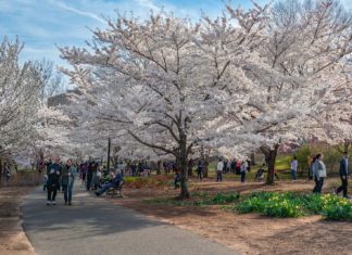 Branch Brook Park Cherry Blossoms Newark