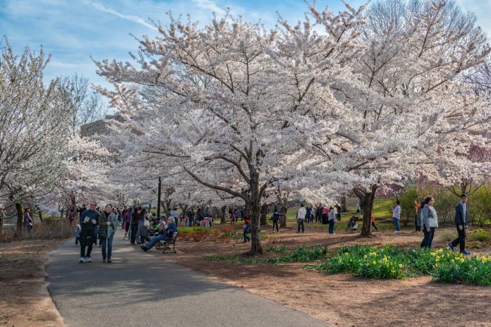Branch Brook Park Cherry Blossoms Newark