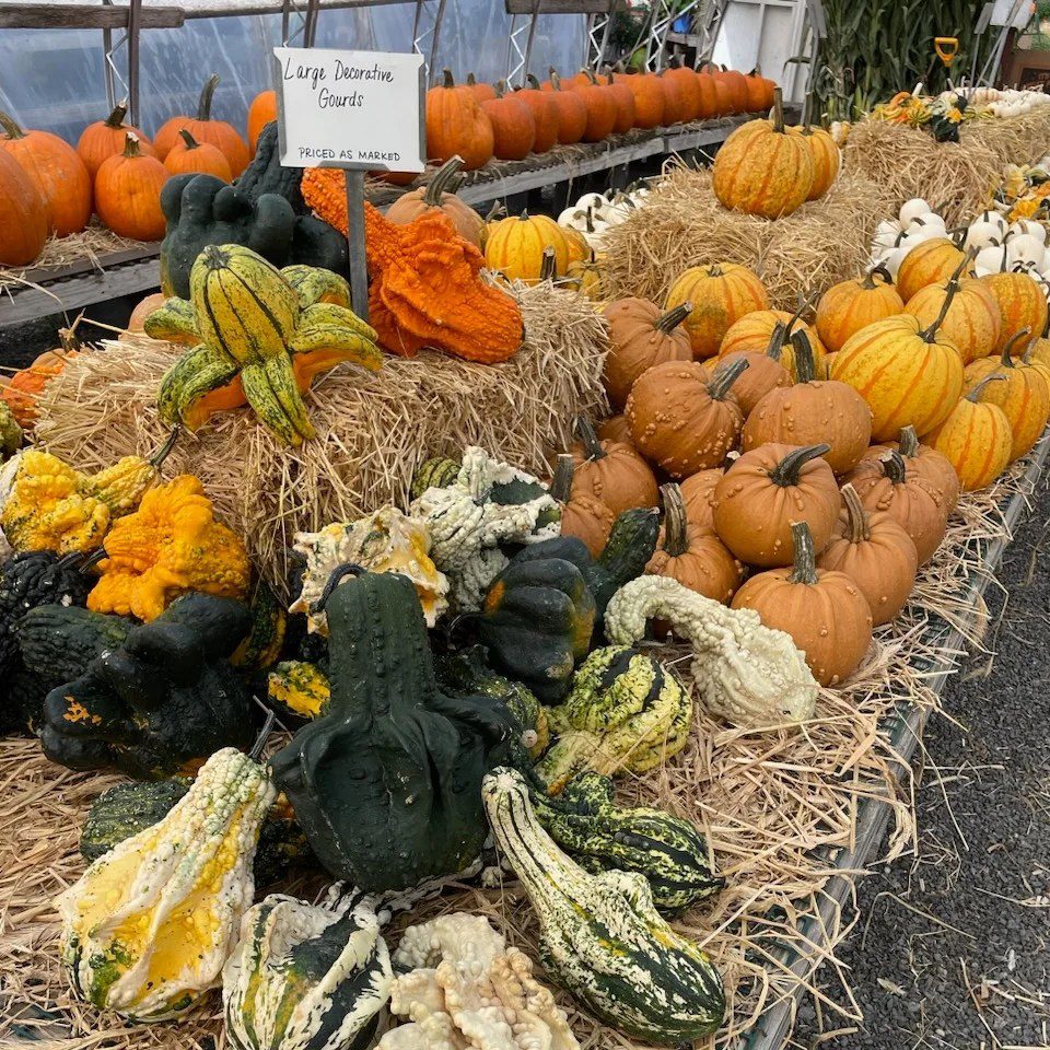 Abmas Farm Pumpkin