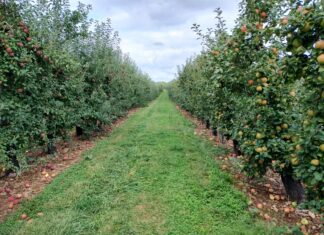 Alstede Farms Apple Picking Pyo