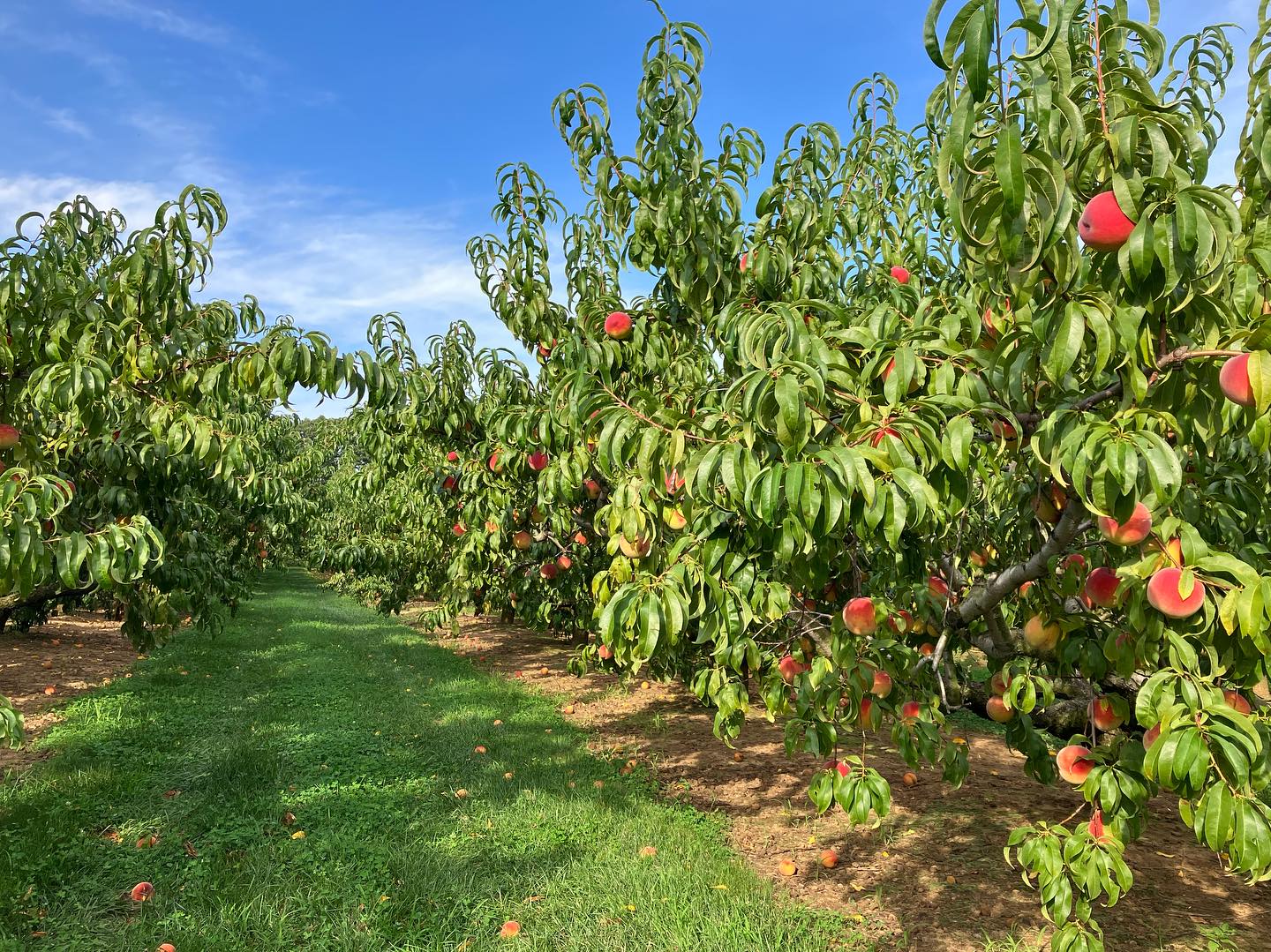 Battleview Orchards Apple Picking