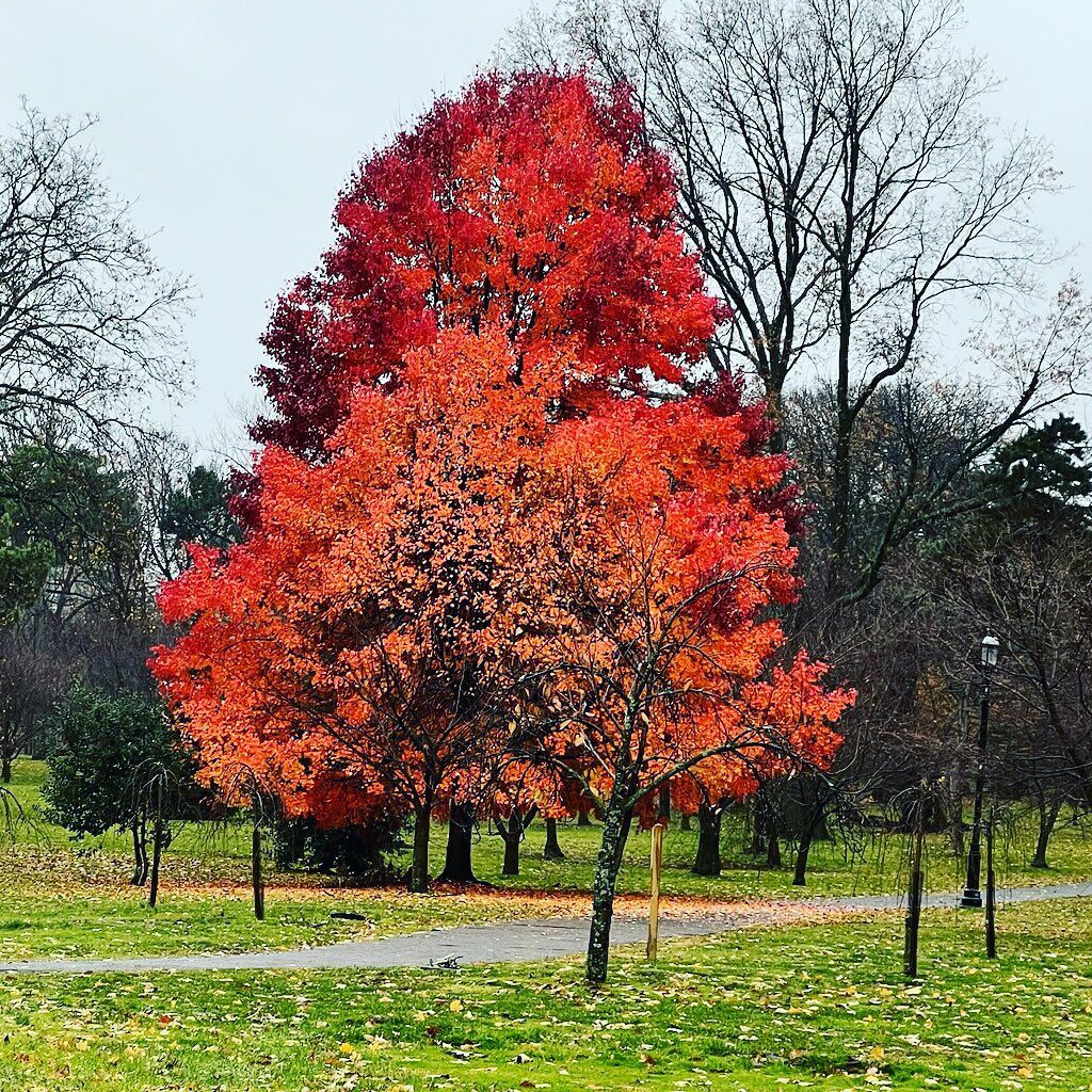 Branch Brook Park Nj Fall Leaves