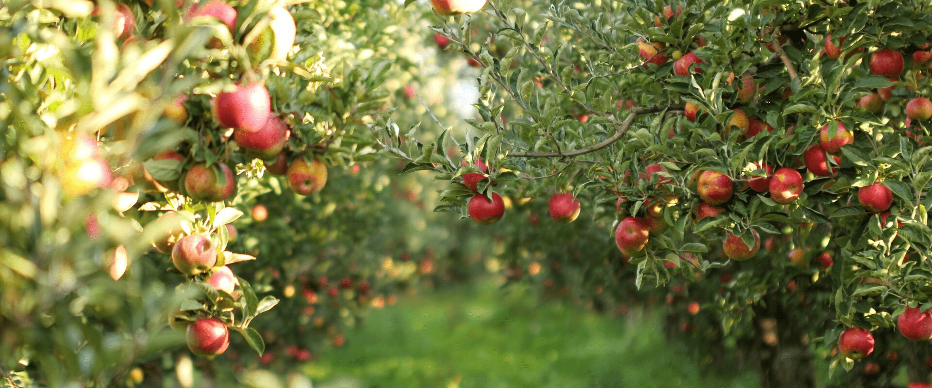 Demarest Farms Apple Picking