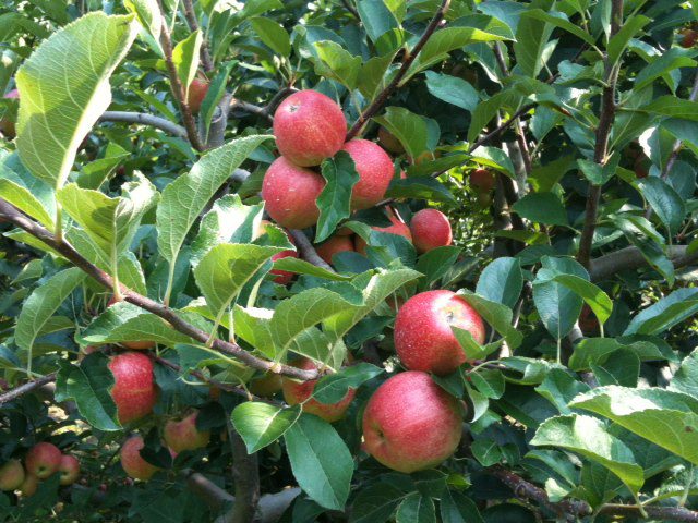 Duffields Farm Apple Picking