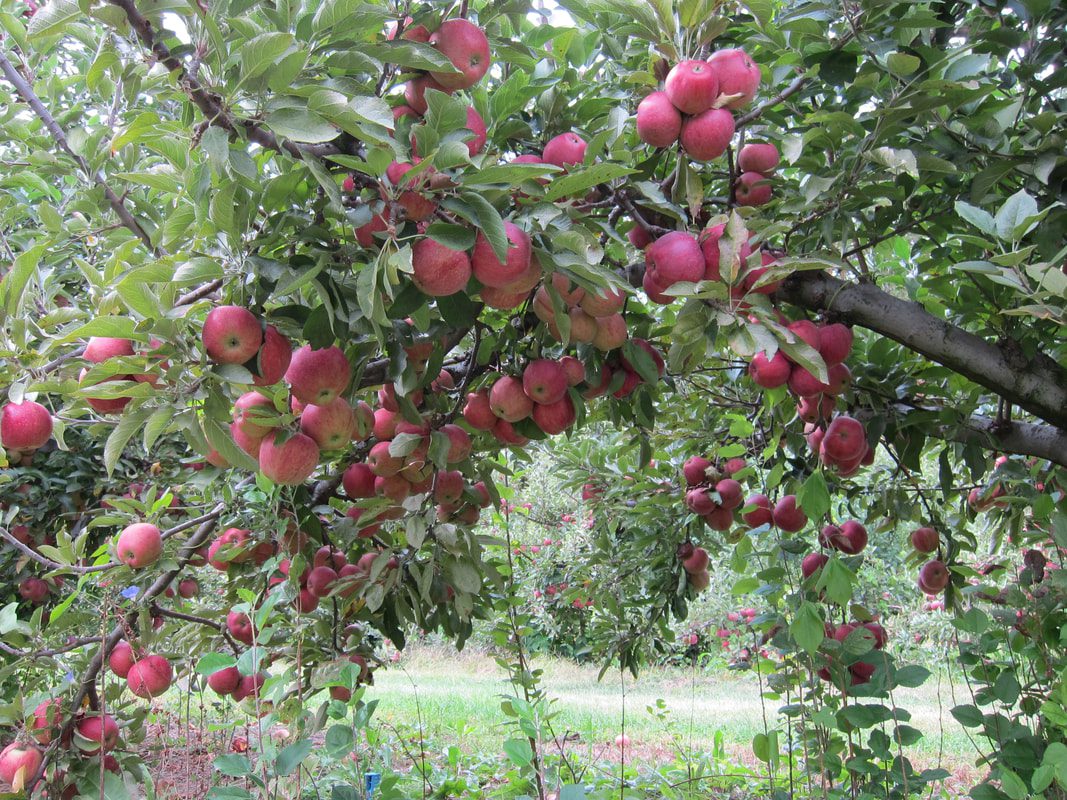 Giamarese Farms Apple Picking