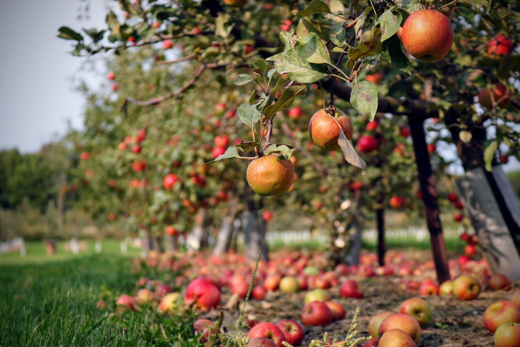 Hill Creek Farms Apple Picking
