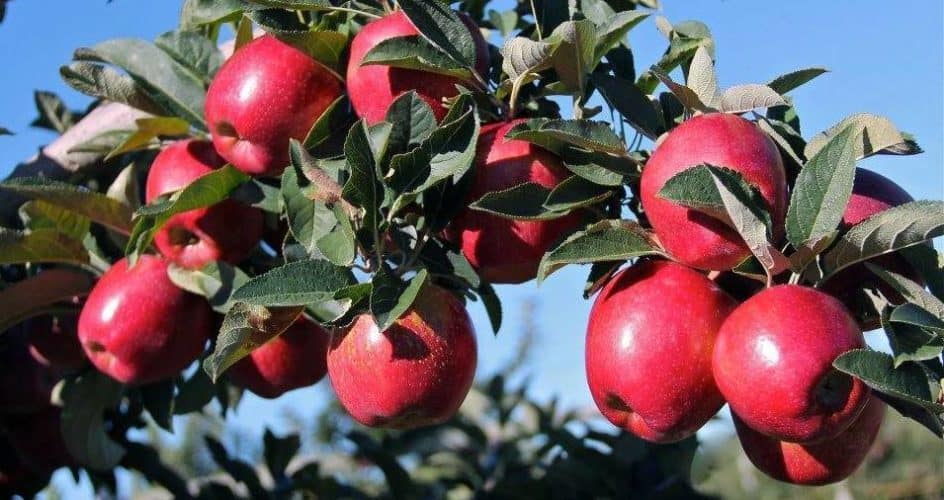 Johnsons Corner Farm Apple Picking