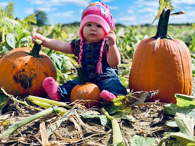 Johnsons Corner Farm Pumpkin