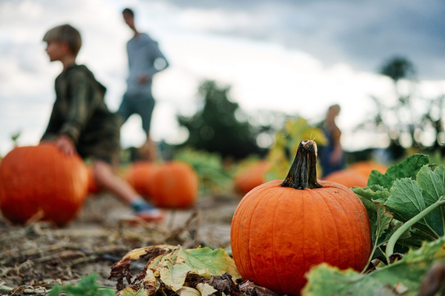 Johnsons Corner Header Pumpkin Picking