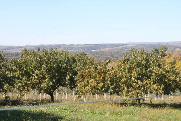 Mackeys Orchard Apple Picking