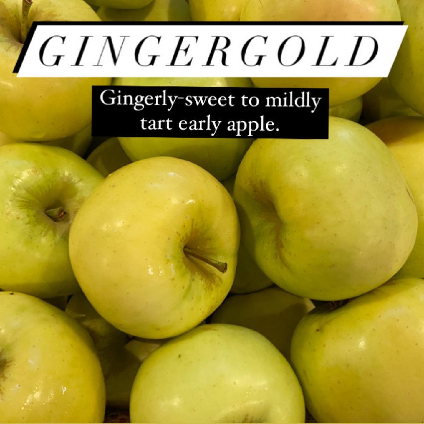 Phillips Farms Apple Picking Gingergold