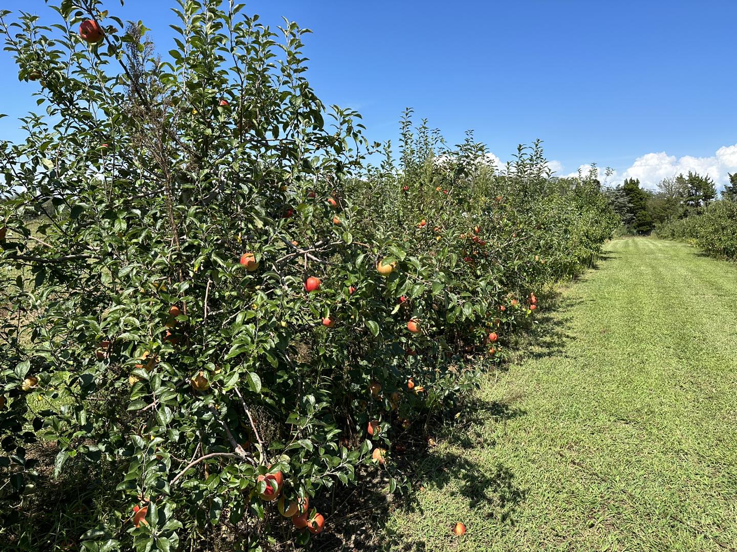 Stiles Farm Nursery Apple Picking