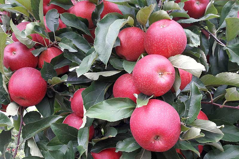Terhune Orchards Apple Picking