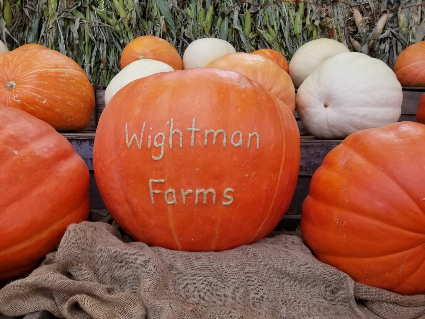 Wightman Farms Pumpkin