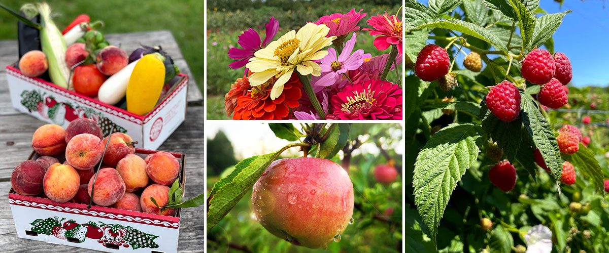Alstede Farms Apple Picking