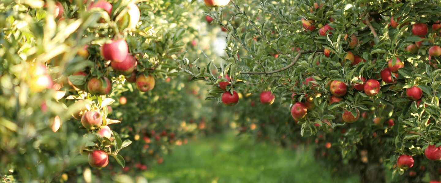 Demarest Farms Apple Picking NJ Fall Activity