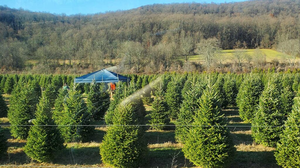 NJ Christmas Tree Farms You’ll Adore | Jersey Digs