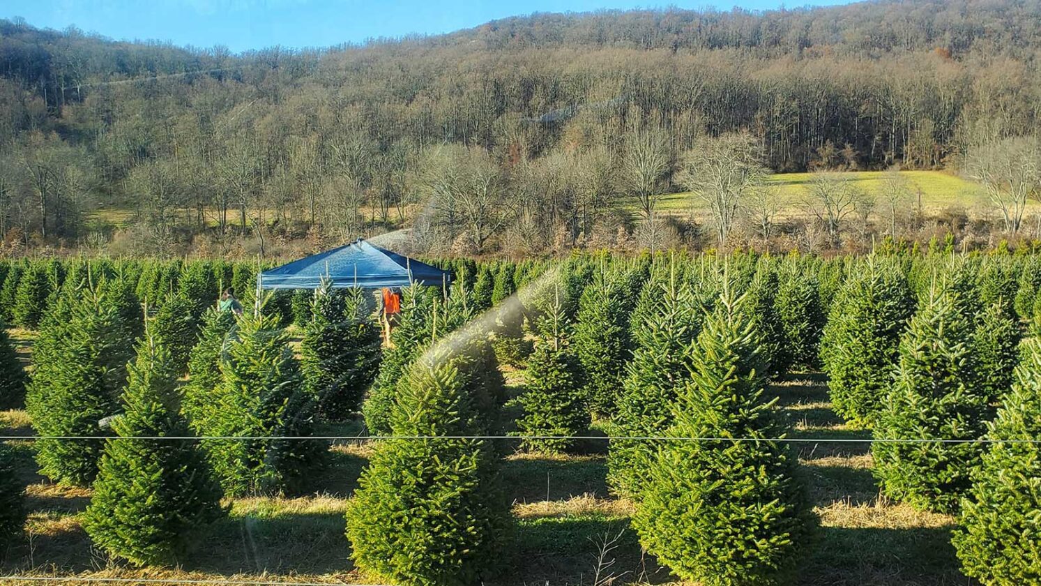 NJ Christmas Tree Farms You'll Adore