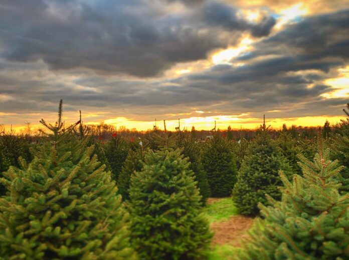 Christmas Tree Farms Nj 