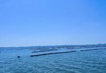 Shellfish Nursery Planned for Atlantic City Waterfront Sapphire Shoals Mariculture